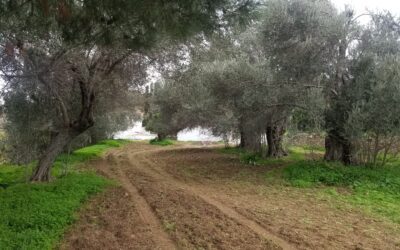 Laeno a century-old olive tree